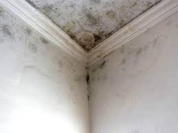 Best Commercial Mold Inspection  in Clifton Springs, NY