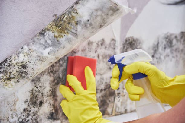 Best Real Estate Mold Inspection  in Clifton Springs, NY